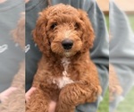 Puppy Bentley Goldendoodle-Poodle (Miniature) Mix