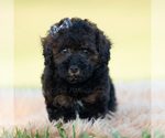 Small Photo #19 Poodle (Toy) Puppy For Sale in WARSAW, IN, USA