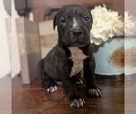 Small #3 Catahoula Leopard Dog Mix
