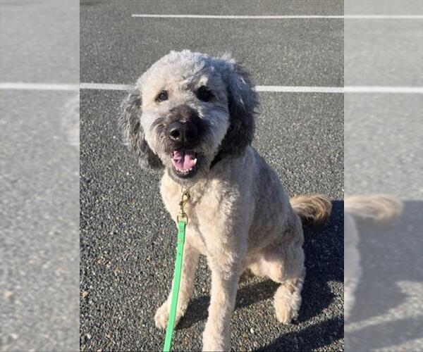 Medium Photo #1 Poodle (Standard)-Unknown Mix Puppy For Sale in Jackson, CA, USA