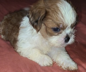 Mal-Shi Puppy for Sale in HUMBLE, Texas USA
