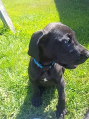 Great Dane Puppy for sale in ARRIBA, CO, USA
