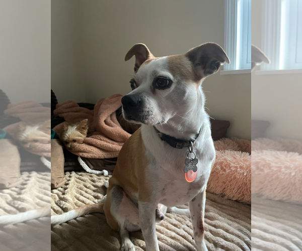 Medium Photo #14 American Pit Bull Terrier-Chihuahua Mix Puppy For Sale in Holly Springs, NC, USA