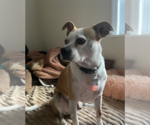 Small #13 American Pit Bull Terrier-Chihuahua Mix