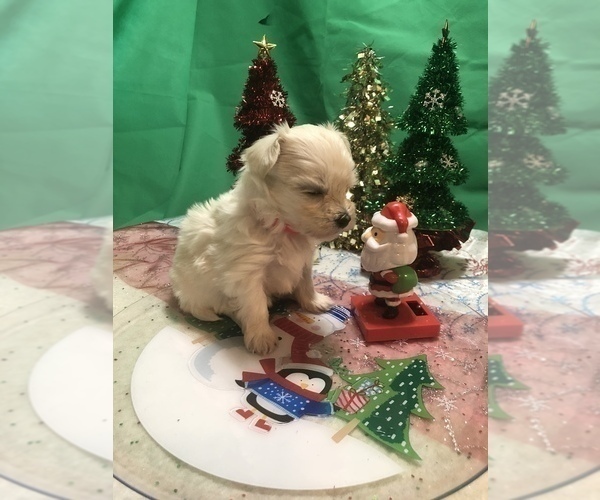Medium Photo #1 Maltese Puppy For Sale in LAKELAND, FL, USA