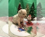 Small Photo #1 Maltese Puppy For Sale in LAKELAND, FL, USA