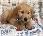 Small Photo #2 Golden Retriever Puppy For Sale in LAKELAND, FL, USA