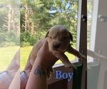 Small Photo #1 English Cream Golden Retriever Puppy For Sale in MATTAPOISETT, MA, USA