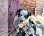 Puppy Bingo Australian Cattle Dog