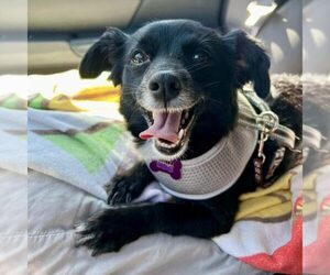 Chihuahua-Unknown Mix Dogs for adoption in Spring Lake, NC, USA