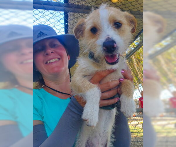 Medium Photo #4 Mutt Puppy For Sale in Ventura, CA, USA