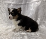 Small #1 Pembroke Welsh Corgi
