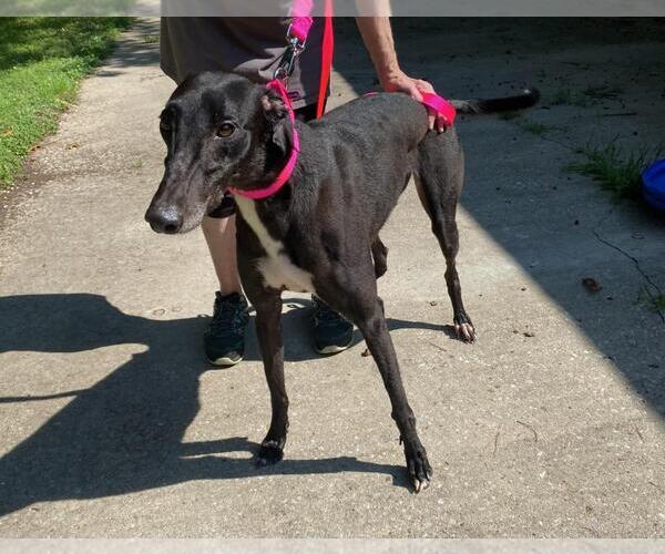 Medium Photo #3 Greyhound Puppy For Sale in Cherry Hill, NJ, USA