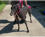 Small #2 Greyhound