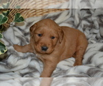 Puppy Ruby Golden Retriever
