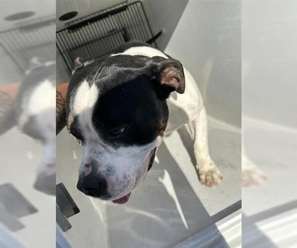 Medium Photo #1 American Pit Bull Terrier Puppy For Sale in Houston, TX, USA