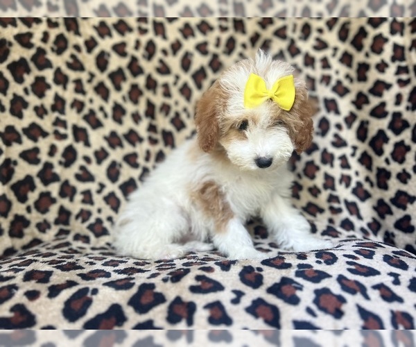 Medium Photo #2 Cavapoo Puppy For Sale in LAKELAND, FL, USA