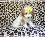 Small #1 Cavapoo