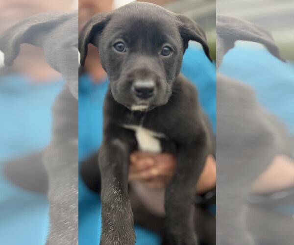 Medium Photo #3 Border Collie-Unknown Mix Puppy For Sale in Landenberg, PA, USA