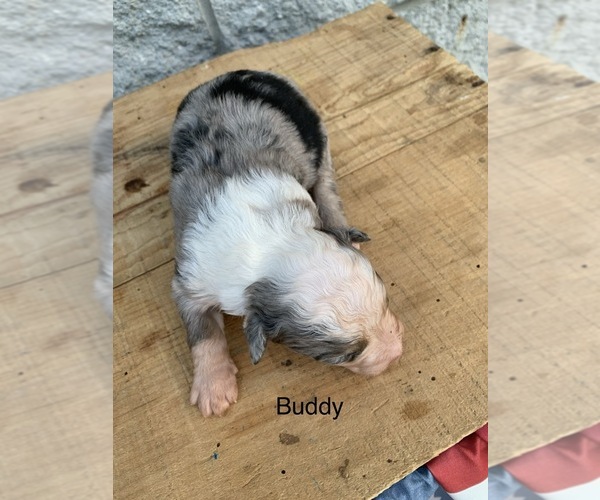 Medium Photo #5 Australian Shepherd Puppy For Sale in ARBA, IN, USA