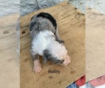 Small Photo #5 Australian Shepherd Puppy For Sale in ARBA, IN, USA