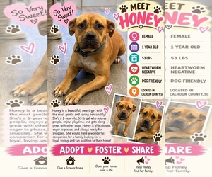 Mutt Dogs for adoption in Woodbury, NY, USA