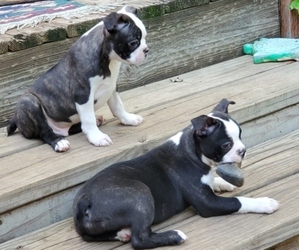 Boston Terrier-Faux Frenchbo Bulldog Mix Puppy for sale in ELK MOUND, WI, USA