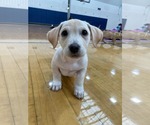 Small #2 Mutt