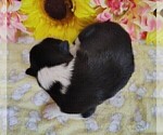 Small #28 Border Collie