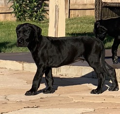 Great Dane Puppy for sale in KILLEEN, TX, USA