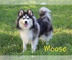 Small Photo #1 Pomsky Puppy For Sale in DENVER, PA, USA