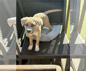 Mutt Dogs for adoption in Holly Springs, NC, USA