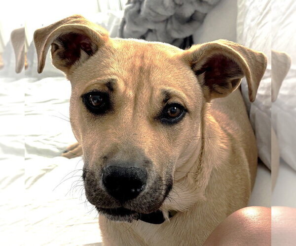 Medium Photo #2 Labrador Retriever-Unknown Mix Puppy For Sale in Rockaway, NJ, USA