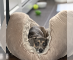 Small #9 Chiweenie