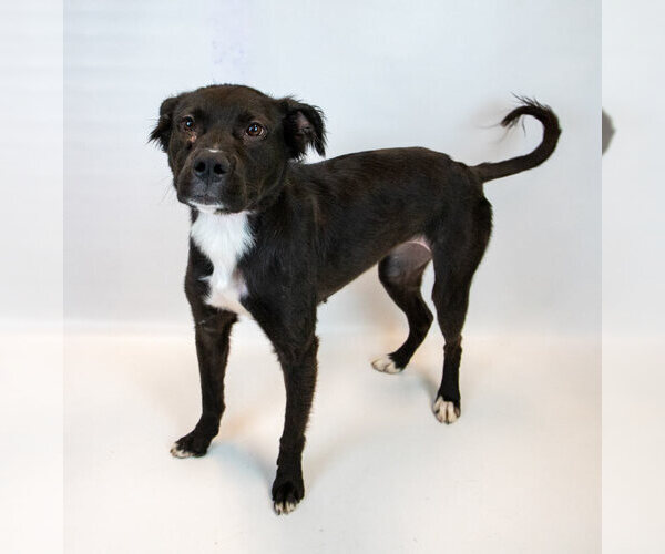 Medium Photo #3 Bulldog-Retriever  Mix Puppy For Sale in Kennesaw, GA, USA