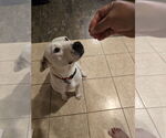 Small #15 Labrador Retriever