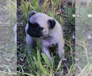 Pug Puppy for Sale in VERNAL, Utah USA