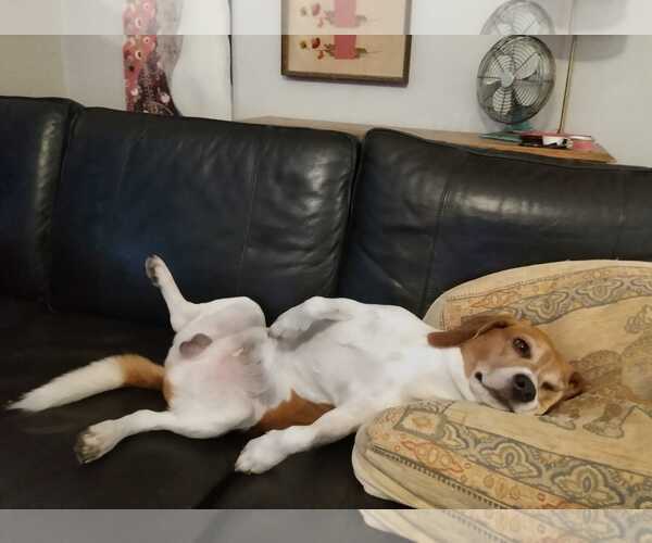 Medium Photo #4 Beagle Puppy For Sale in Dunnellon, FL, USA