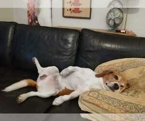 Lex - Male Beagle Dog for Adoption - Photo #4
