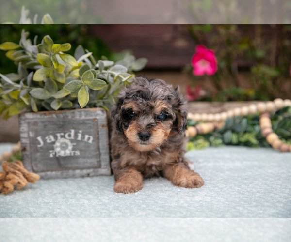 Medium Photo #3 Poodle (Toy) Puppy For Sale in CLARE, MI, USA