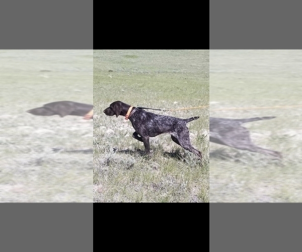 Medium Photo #1 German Shorthaired Pointer Puppy For Sale in NORCO, CA, USA