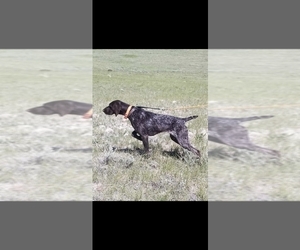 Mother of the German Shorthaired Pointer puppies born on 03/24/2025