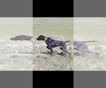 Small Photo #1 German Shorthaired Pointer Puppy For Sale in NORCO, CA, USA