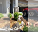 Small Goldendoodle