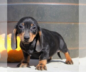 Dachshund Puppy for sale in MYERSTOWN, PA, USA