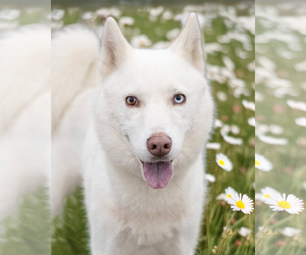 Medium Photo #1 Siberian Husky-Unknown Mix Puppy For Sale in Woodbury, NY, USA