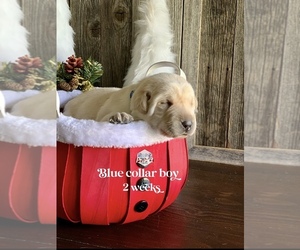 Labrador Retriever Puppy for sale in PAW PAW, MI, USA