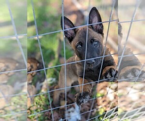 Belgian Malinois Puppy for sale in GREENVILLE, NC, USA