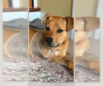 Small Photo #8 Mutt Puppy For Sale in New York, NY, USA