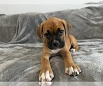 Small Photo #26 Boxer Puppy For Sale in WEST COLUMBIA, SC, USA